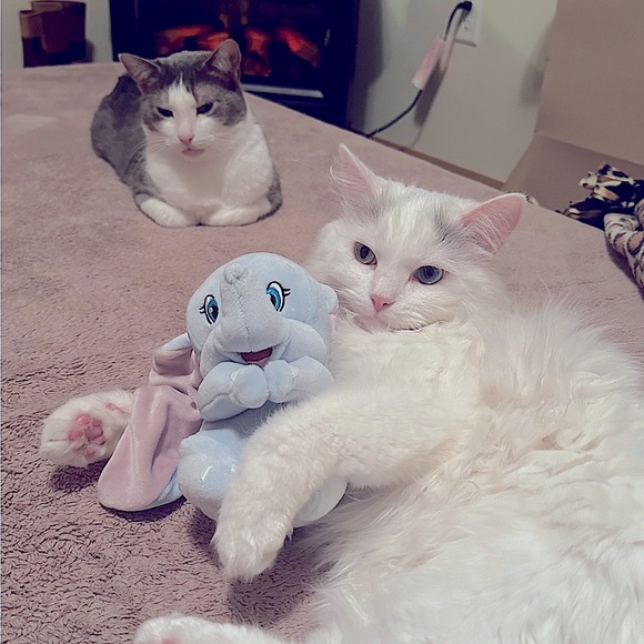 Meet your Posher, Rachael - Picture 14 of 14